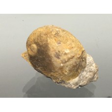 Praenatica gregaria